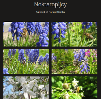 Nektaropijcy