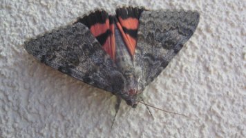 moth on wall